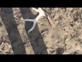 Nice antler shed Nice antler shed