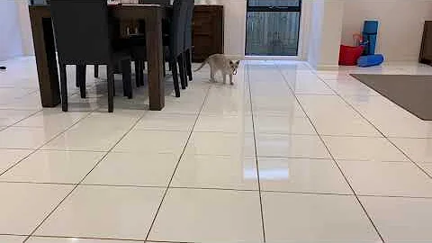 Watch the video about Lillie my Burmese puppy cat, plays fetch with hair ties.