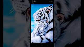 Top three most cute animals wallpaper