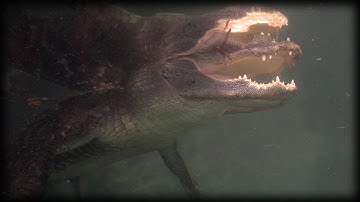 Python Attacks Alligator 01 Stock Footage