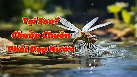 Tại Sao Chuồn Chuồn Phải Đạp Nước #chuonchuon #chuonchuondapnuoc #taisao #visao #cauhoivui