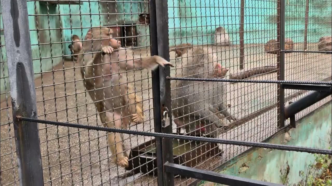 Парк тайган гамадрилы последние видео. Парк тайган гамадрилы последние видео