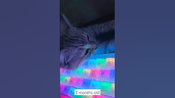 Cat loves sleeping on my keyboard