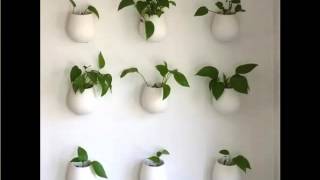 Indoor , hanging & diy pots. Hanging planters . . . . . . Explore pomelo grapefruit