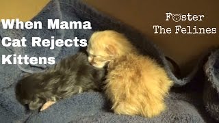 Mama Cat Rejects Newborn Kittens ~ Taking Over Care ~ Warm Them & Feed Them - 3 Days Old