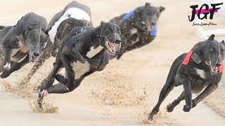 Greyhound Racing - 500m Track Race in 29 seconds. by JerseyGroovyFilms 34,082 views 11 months ago 5 minutes, 56 seconds