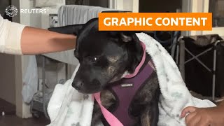 WARNING: GRAPHIC CONTENT – Maui residents search for missing pets after wildfires