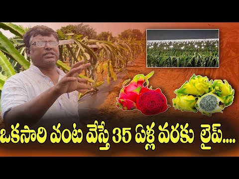 డ్రాగన్ ఫ్రూట్ సాగు చేసే విధానం.. సస్యరక్షక పద్ధతులు..! || Dragon Fruit Plant Protection Methods
