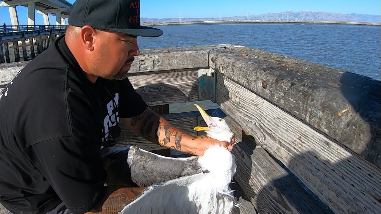 Slaying Fish At The Dumbarton Pier YouTube