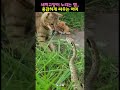 새끼고양이 노리는 뱀 용감하게 달려드는 어미 고양이