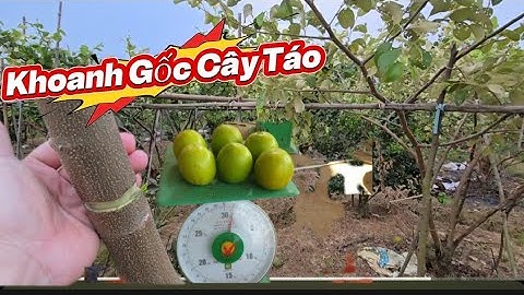 CHÍNH THỨC KHOANH GỐC TÁO BẮT ĐẺ HOA I NÚI ĐỒI LỤC NGẠN