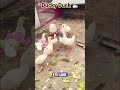 Ducky Duck 🦢 #duck #cartoon #animals #pets