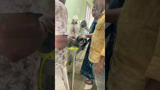 ഇന്ന് ലൂയ്ക്ക് ഒരു vaccination and രണ്ട് പേരുടെയും സ്കിനൊക്കെ കാണിക്കാൻ പോയതാ 😍#youremypet #pet
