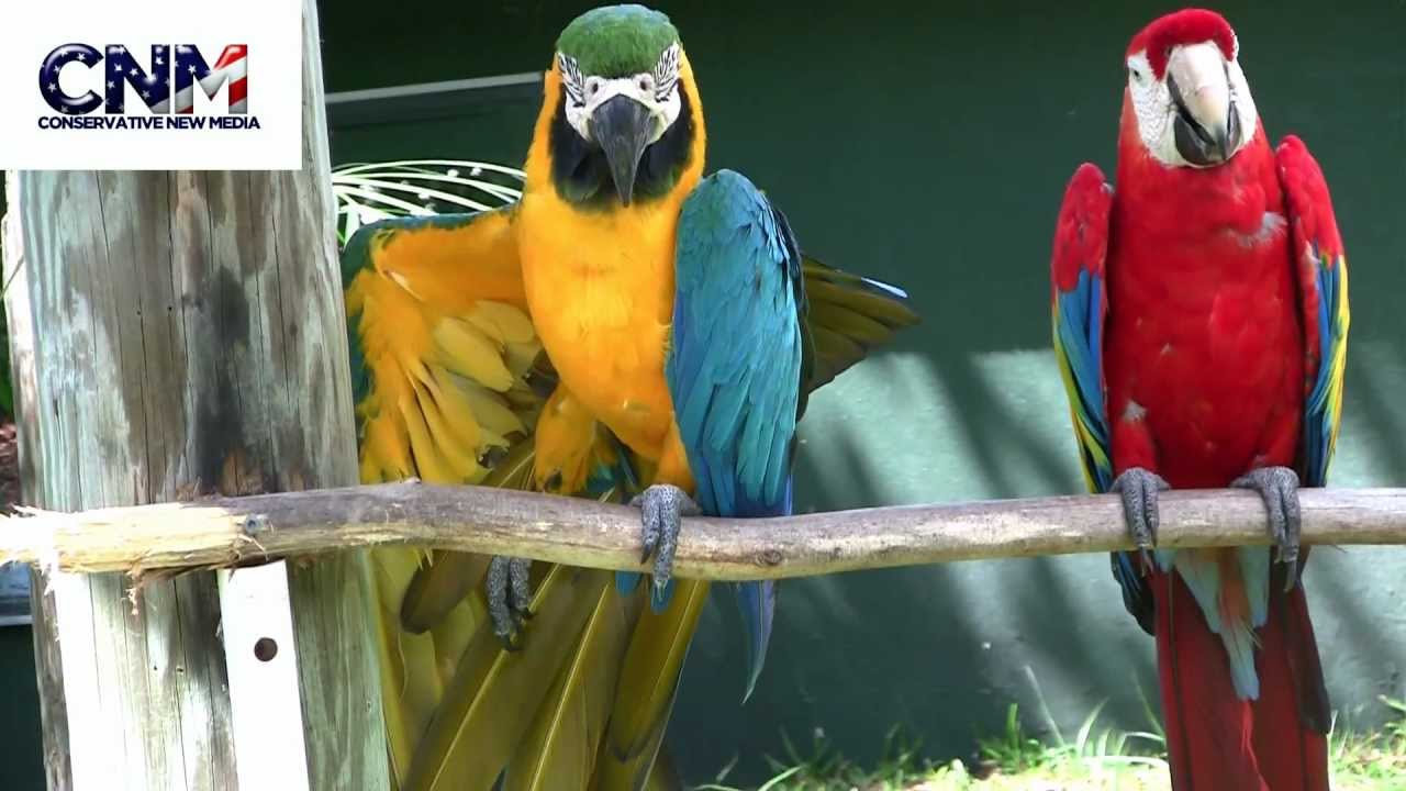 Scarlet Macaw and a Blue & Yellow Macaw moving around in 1080P HD
