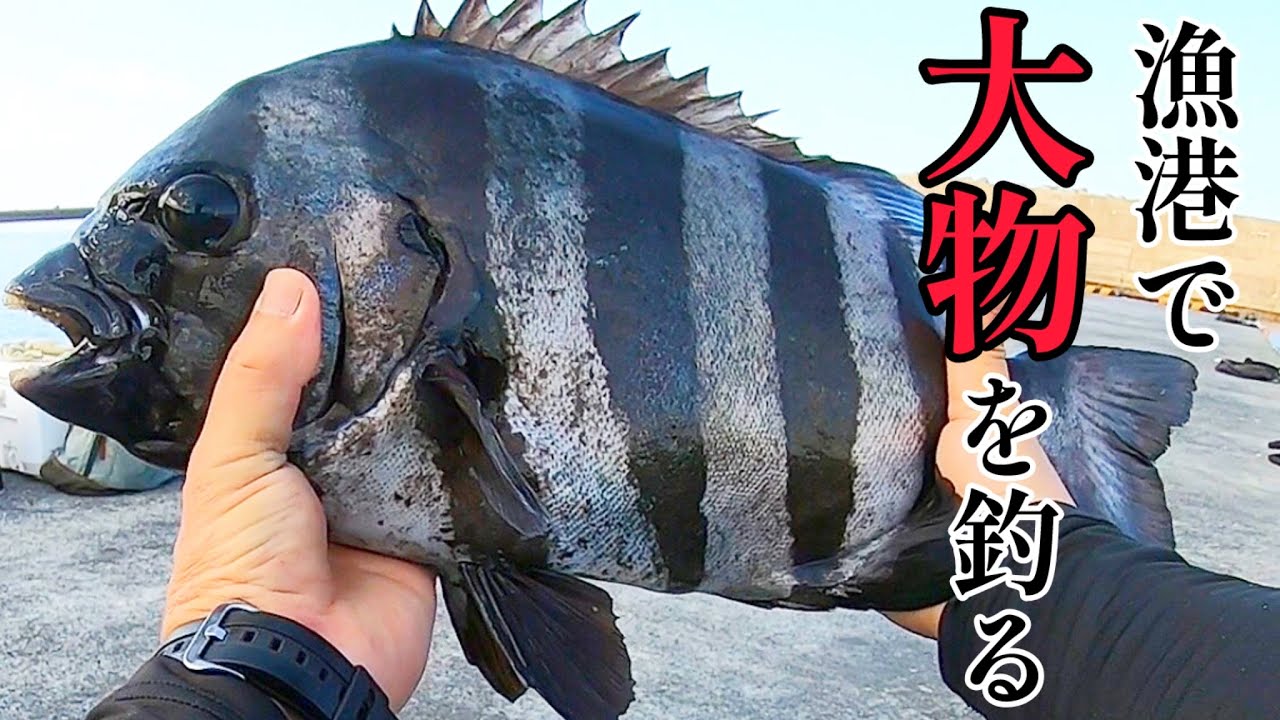 真夏の漁港で大物石鯛を釣る！自己新記録の魚も釣り上げる！