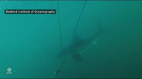 Scientists tag great white shark in Nova Scotia