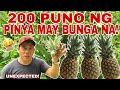 200 PUNO NG PINYA, MAY BUNGA NA! (UNEXPECTED!) | Biyaherong Batangueno