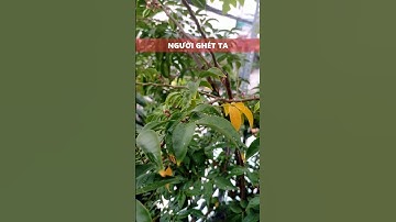 Những câu nói dạy ta khôn và làm ta "sáng mắt" #caunoihay  #trietlycuocsong