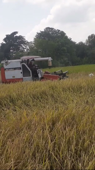 cutting the stalks...🌾🚜👈🤪#srilankan #paddy #paddyfield #seostrategy #subscribeme