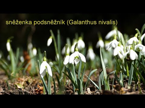 Video: Sněženka (květina): popis, foto