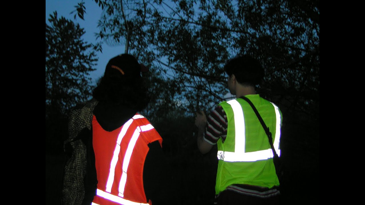 fox academy - laughing screaming