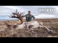 Solo Caribou Hunt - Stuck N the Rut 131