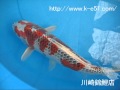 錦鯉販売専門　川崎錦鯉店の錦鯉　No.428　孔雀