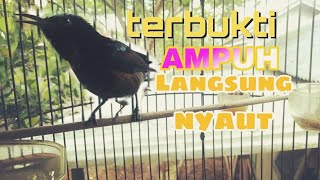 BURUNG KONIN MEMANGGIL TEMAN NYA pancingan ampuh kolibri ninja