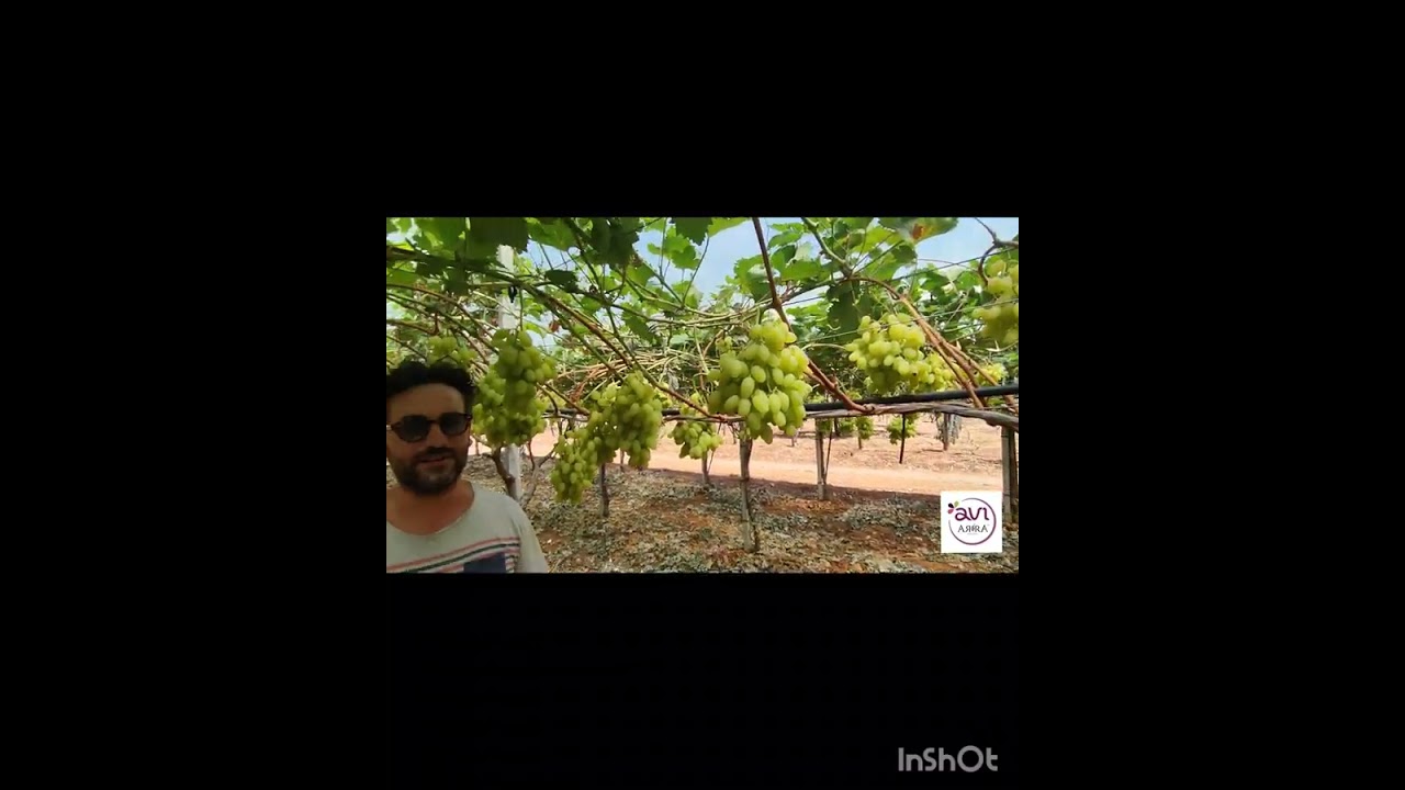 ARRA 30 SUGAR DROP™ per anticipare la raccolta con Abomin PRO - AZ. POLI.