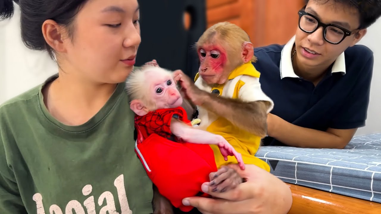 So Touching! Bibi Cries Tears of Joy When He Finally Meets Baby Monkey Again After Many Days Apart