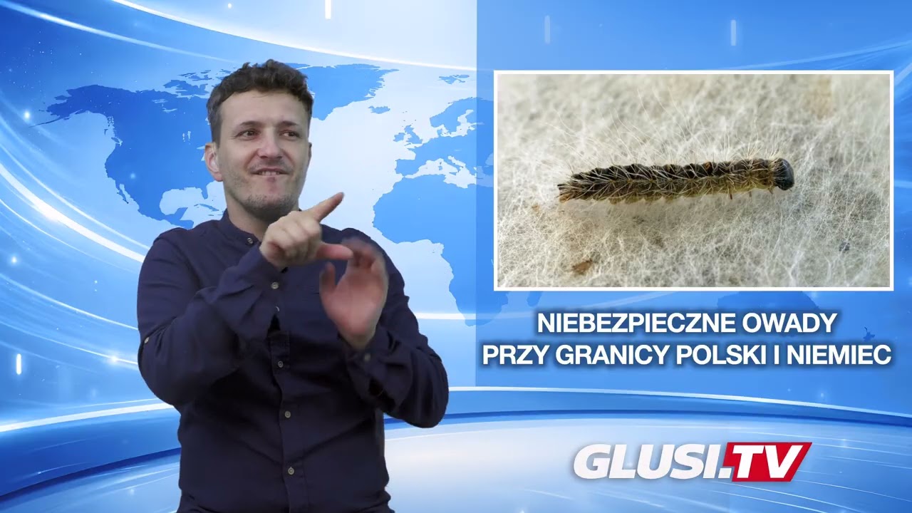 Niebezpieczne owady przy granicy Polski i Niemiec