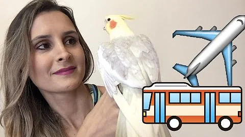 Como levar um pássaro no avião?