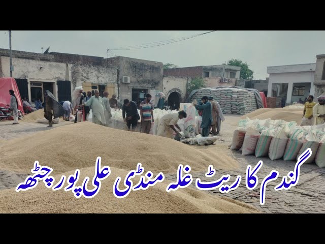 Gandum ka rate in Ghalla Mandi Ali pur chatha 28-04-2024 class=