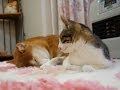 朝一番ネコの鳴き声と二度寝柴犬 Cat's voice of early morning & sleeping Shiba Inu