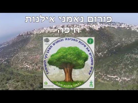 וִידֵאוֹ: עיר עץ