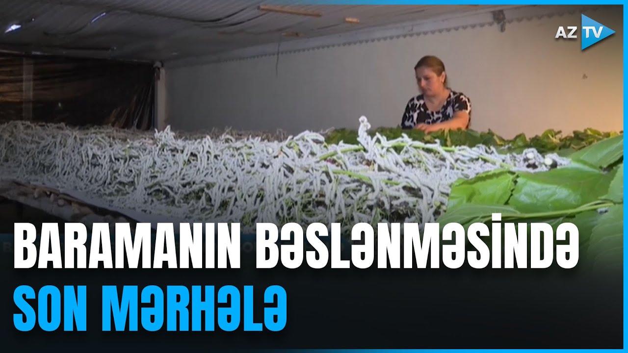 Barama bəslənməsi: Balakəndə ipəkqurdları üçün kifayət qədər yem var