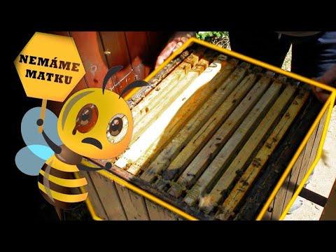 Video: Prečo je včelárstvo zlé?