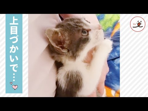 ギュッと飼い主さんのおててを握って上目づかいで甘えてくるニャンコ😻💓【PECO TV】