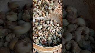 Wild cashew harvest 10kg picked by hand, nature sounds #countryside #harvest #cashew #asmr #farmlife