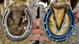 FARRIER - HOOF RESTORATION (SATISFYING)