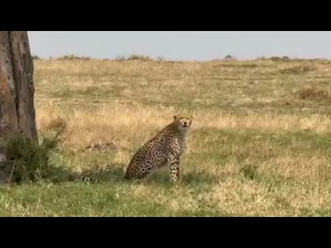 Cheetah Sighting Daughter Of Nashipai Masaimara July 2025