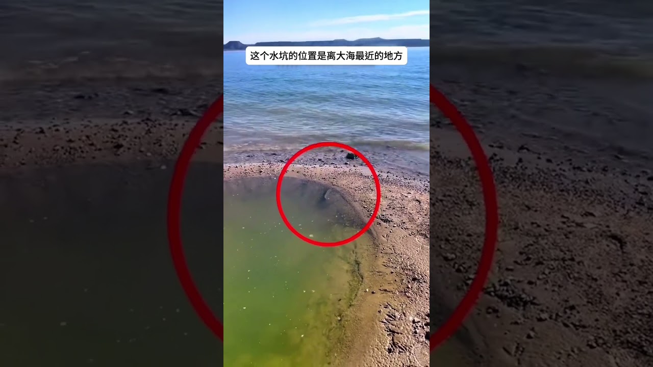 拍到山海經真實的一幕,山海經裏的魚,震驚了世界。