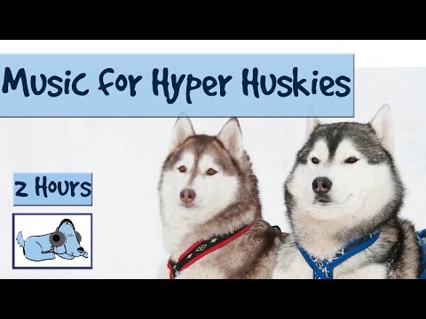 music for huskies