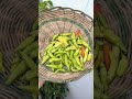 Tebang Pohon Cabe ??? #berkebun #gardening #youtubeshorts