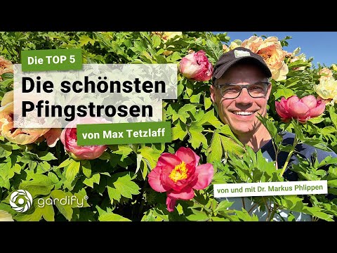 Video: Rote Pfingstrosen pflanzen – Erfahren Sie mehr über den Anbau von roten Pfingstrosen