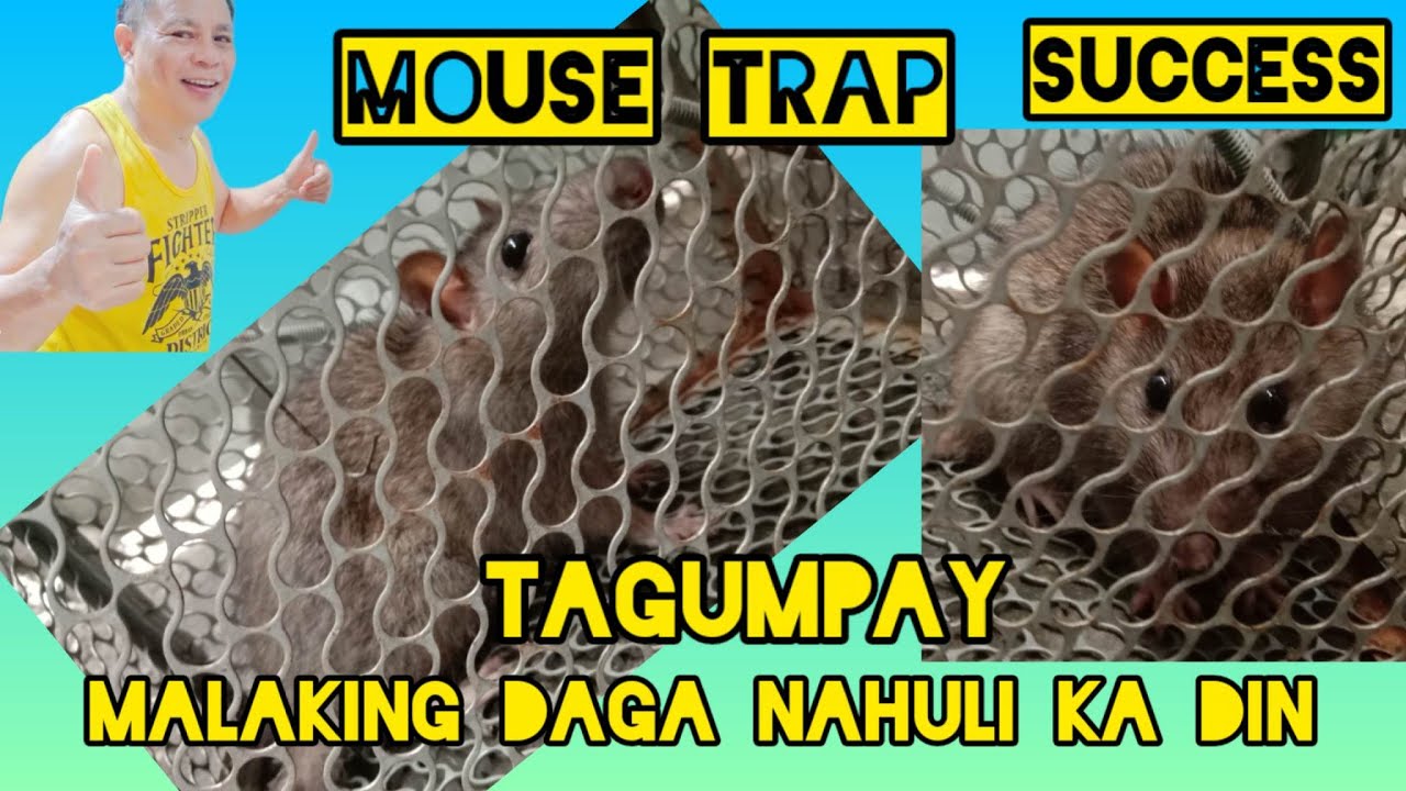 #47  MOUSE TRAP SUCCESS | TAGUMPAY ANG PATIBONG | JUMBO MOUSE NAHULI DIN SA WAKAS 11/23/22