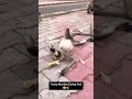 #funnycomedy#prank#comedy#lol#bandar#entertainment#animal#catdog#monkey#tiktok#marathi#reels#shorts