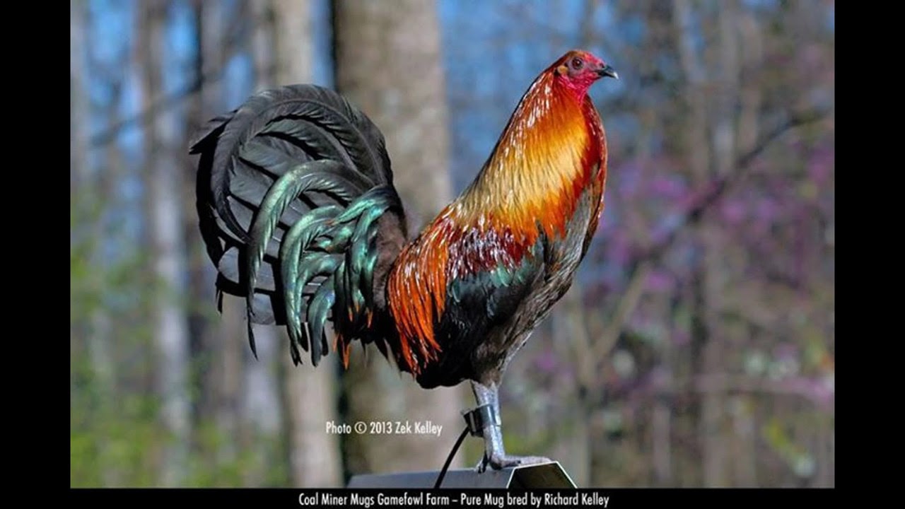 History of brown red gamefowl vs