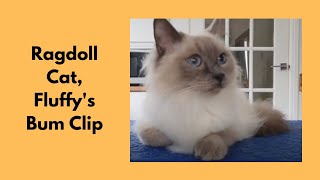 Ragdoll Cat  Bum Clip