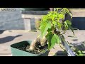 いや成長早すぎって【KED】 #盆栽 #bonsai
